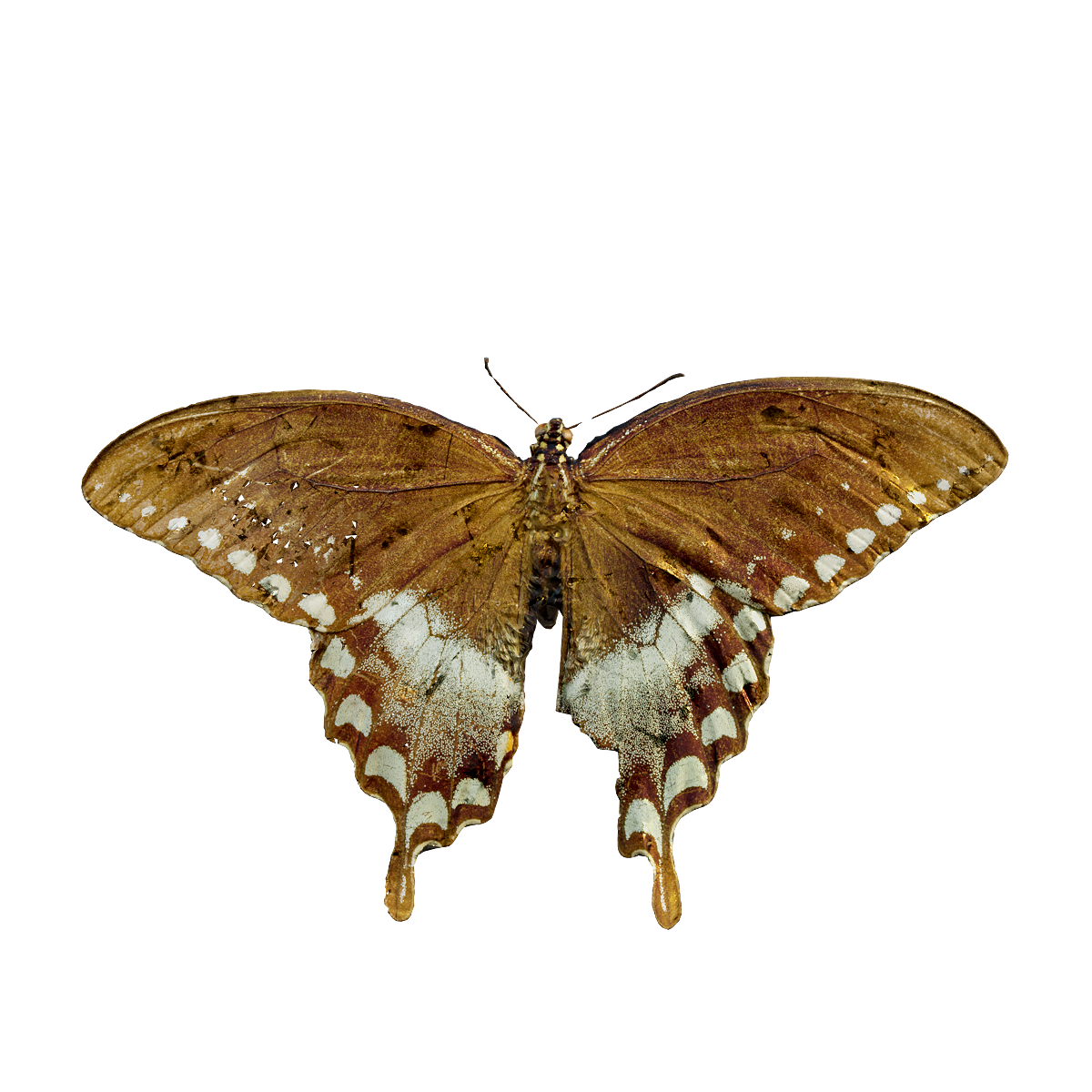 Specimen of Pteris