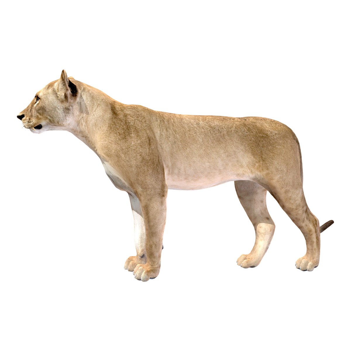 Lion (3D animated model)